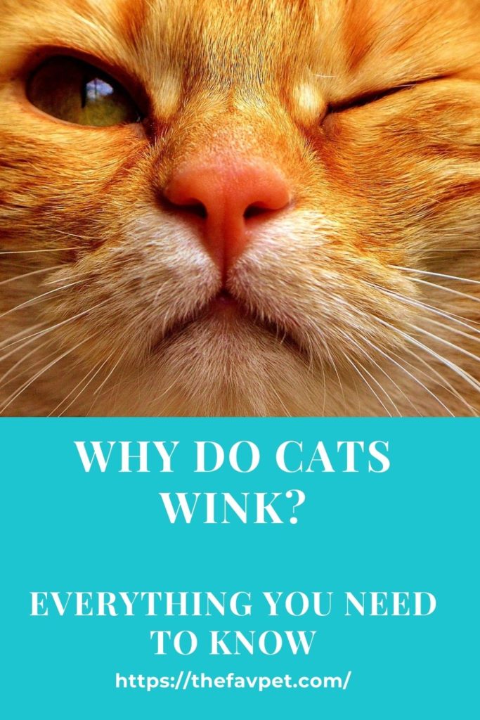 Why Do Cats Wink