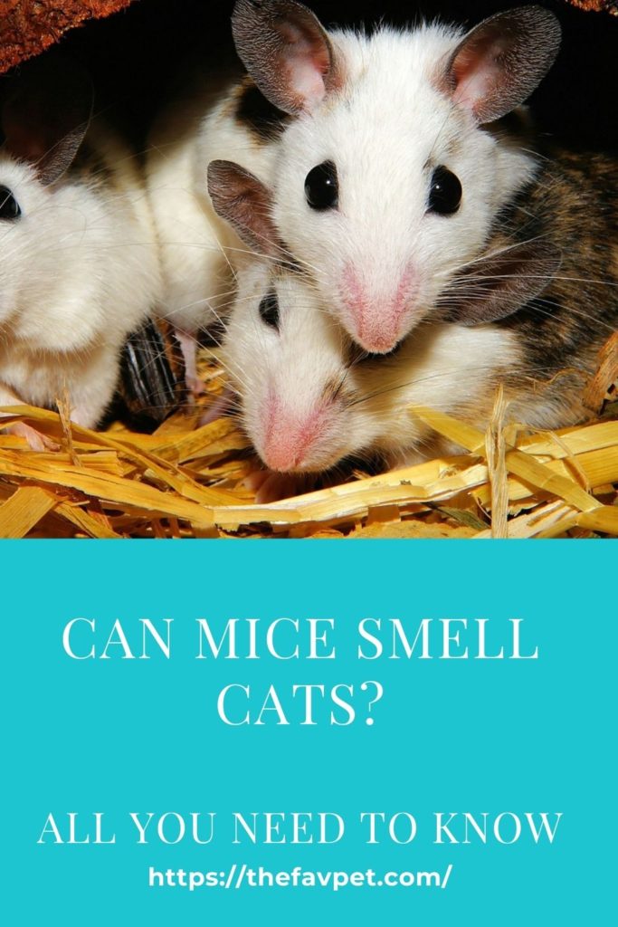 Can Mice smell Cats?
