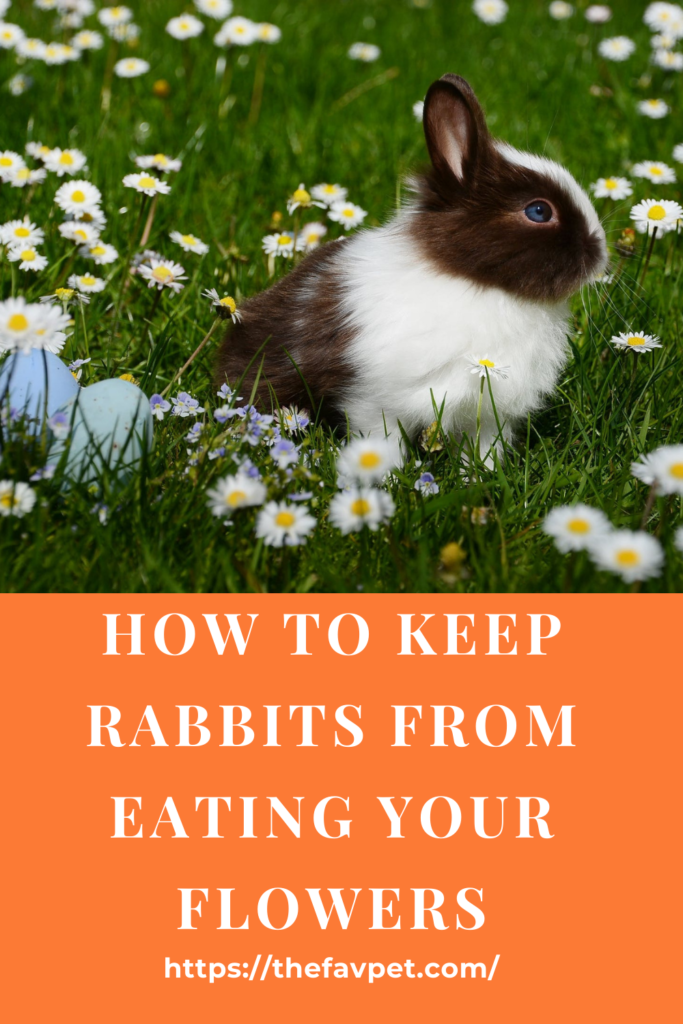 How to Keep Rabbits from Eating Flowers