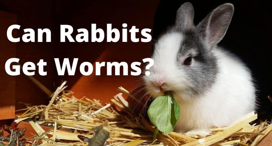 Can Rabbits Get Worms