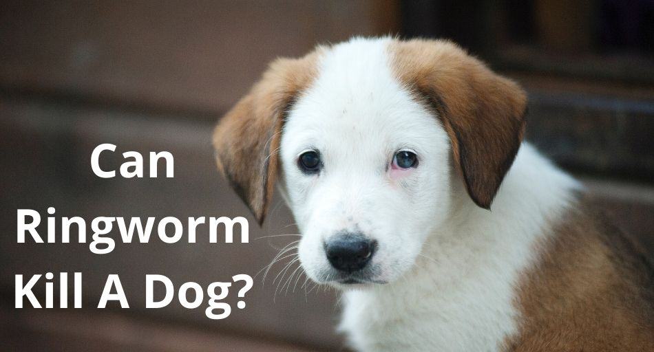 Can Ringworm Kill A Dog