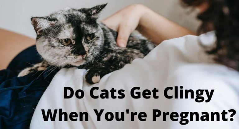 Do Cats Get Clingy When You're Pregnant? | Thefavpet