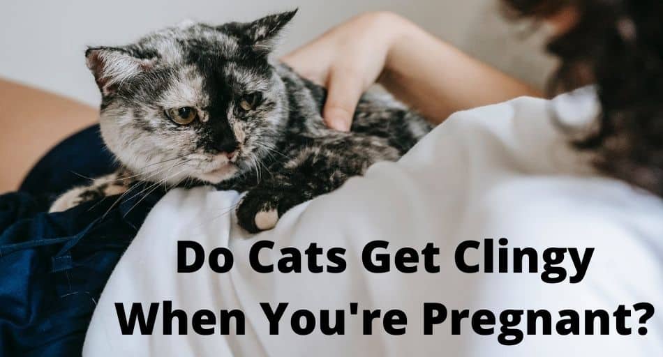 Do Cats Get Clingy When You're Pregnant