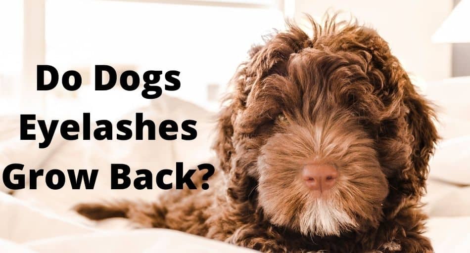 Do Dogs Eyelashes Grow Back