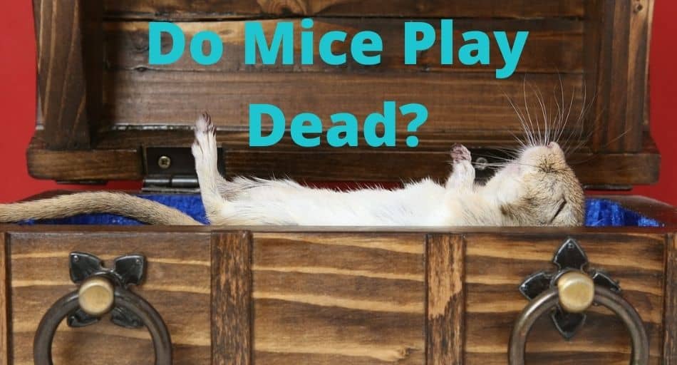 Do Mice Play Dead