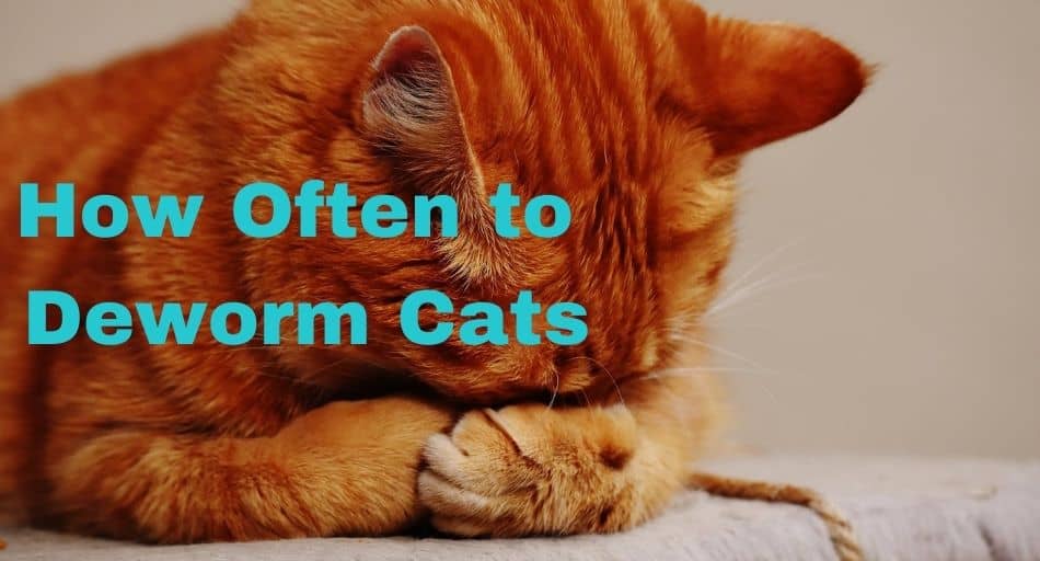 How Often to Deworm Cats