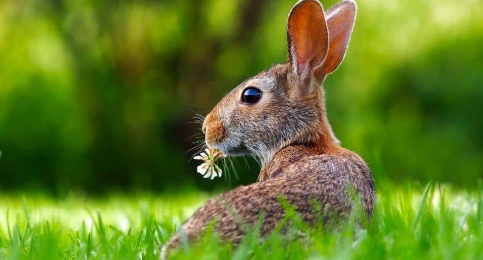 How To Keep Rabbits From Eating Flowers