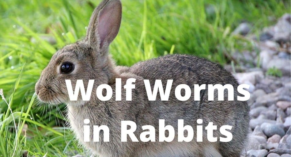 Wolf Worms in Rabbits