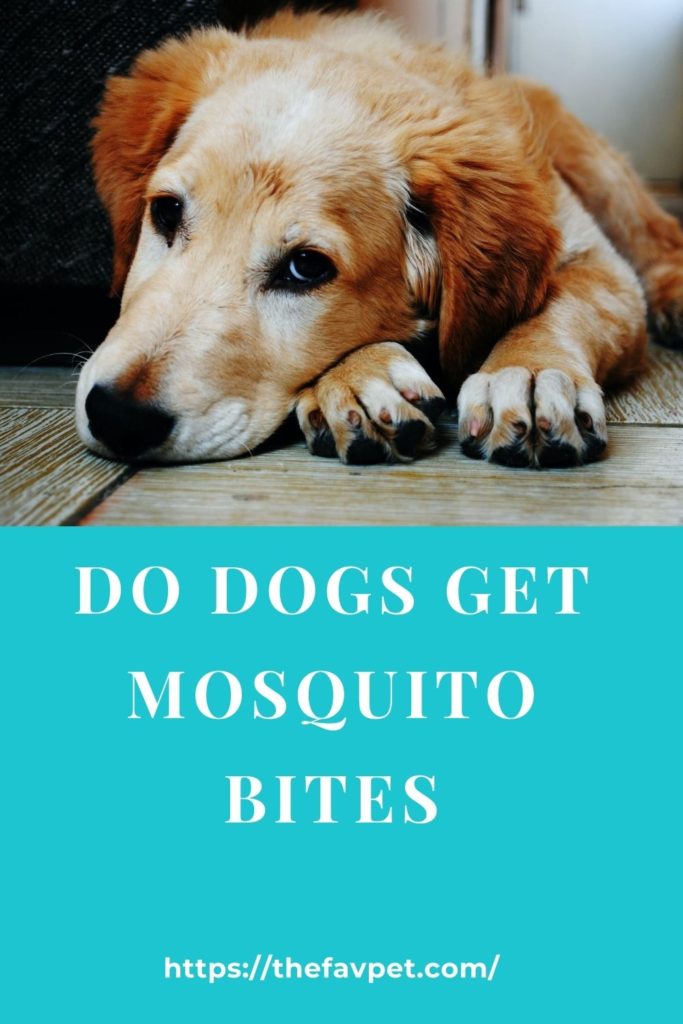 Do Dogs Get Mosquito Bites?