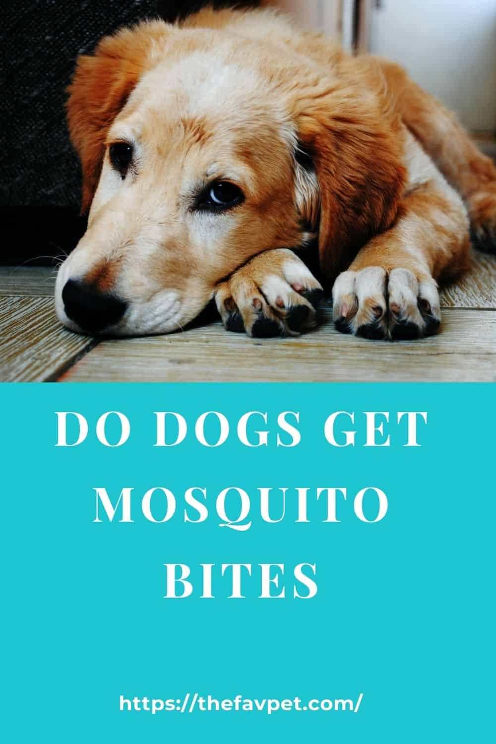 do-dogs-get-mosquito-bites-5-prevention-tips-thefavpet