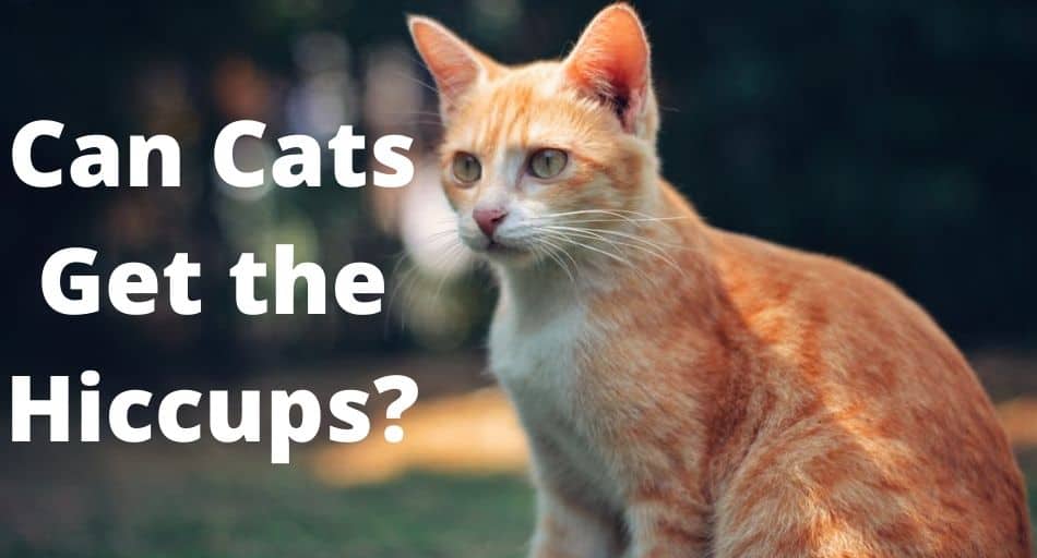 Can Cats Get the Hiccups