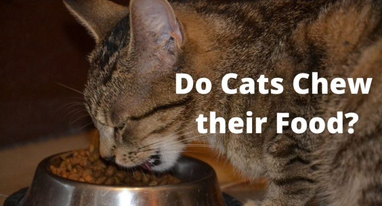 Do Cats Chew Their Food: Should You Be Worried | Thefavpet