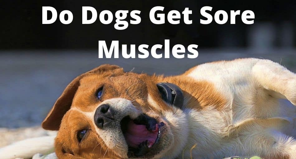 Do Dogs Get Sore Muscles