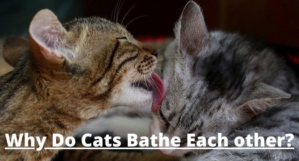 Why Do Cats Bathe Each other