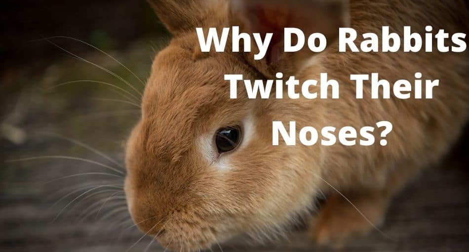 Why Do Rabbits Twitch Their Noses