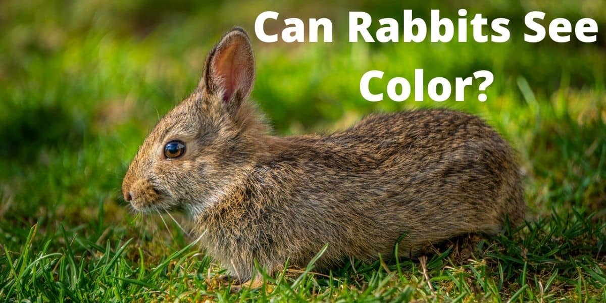 Can Rabbits See Color