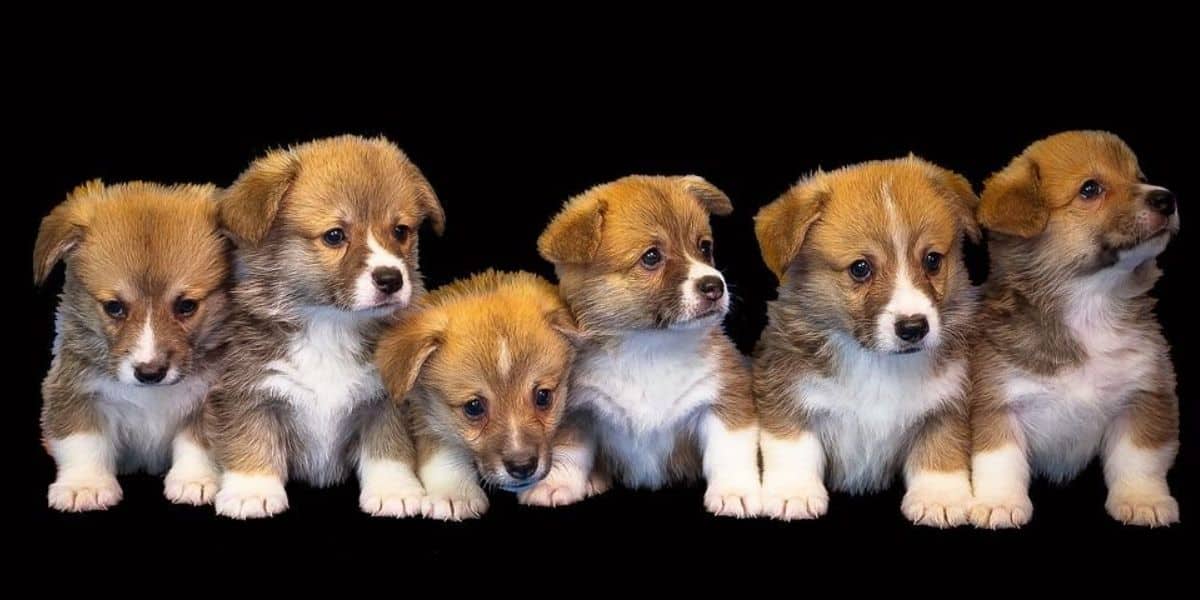 Do Male Dogs Know Their Puppies Explained Thefavpet