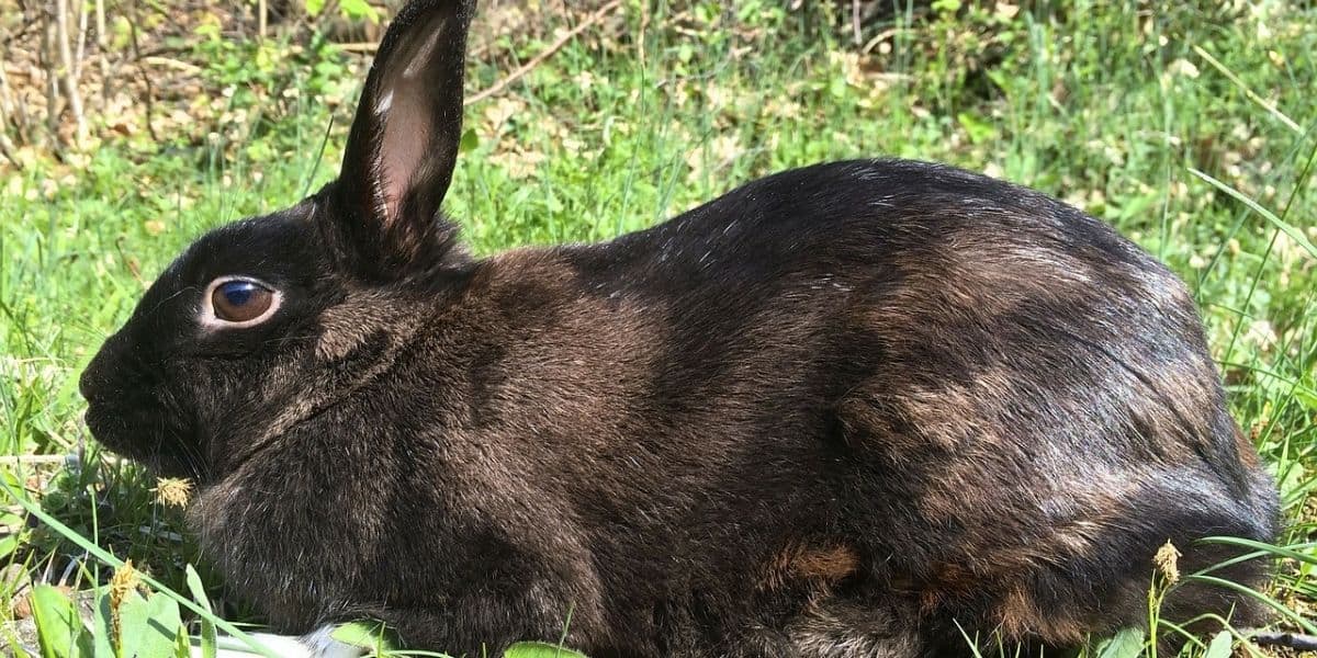 Can Rabbits See Color? An Expert Opinion Thefavpet