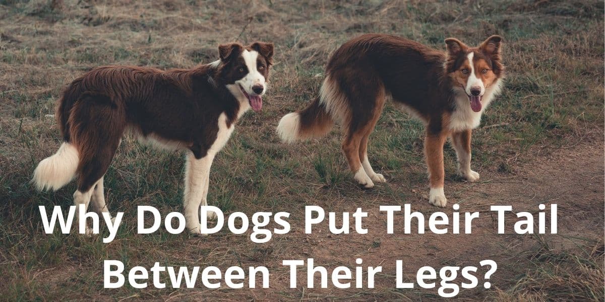 Why Do Dogs Put Their Tail Between Their Legs?