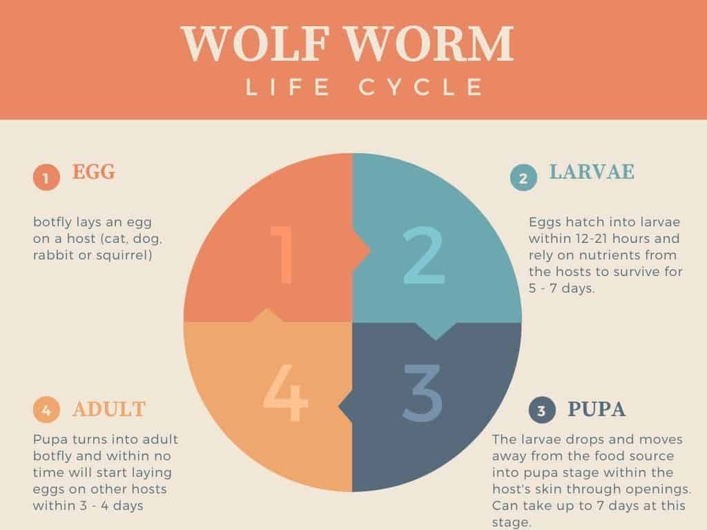 Wolf Worm Life Cycle