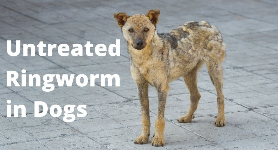 untreated ringworm in dogs