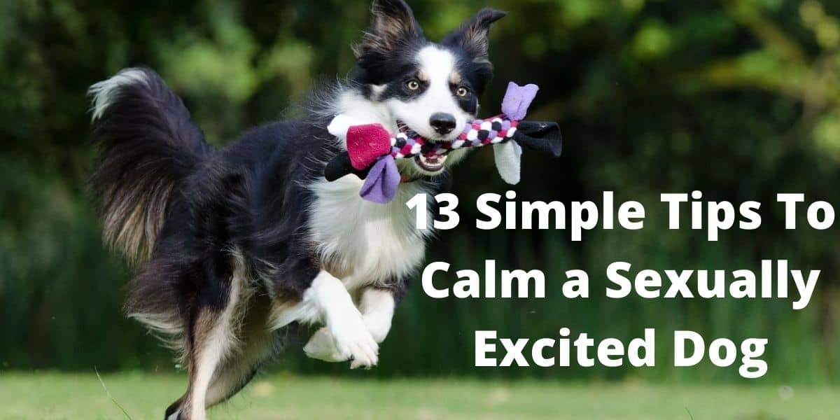 How To Calm a Sexually Excited Dog