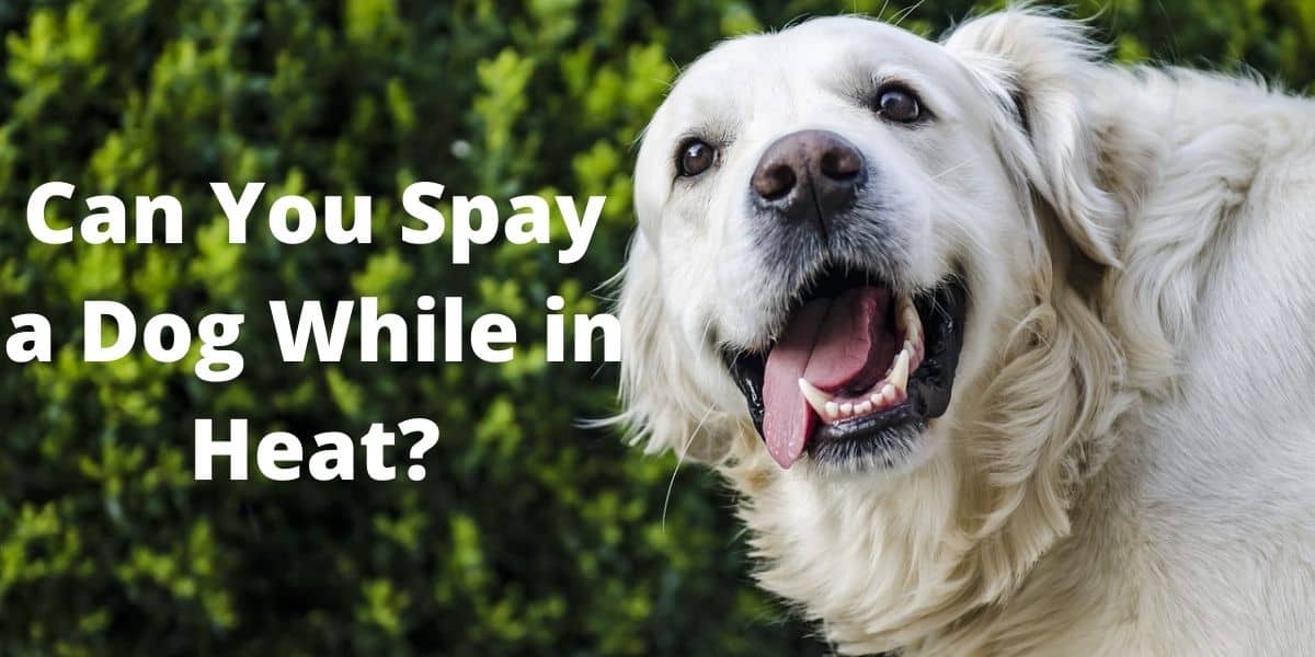 can you spay a dog while in heat?