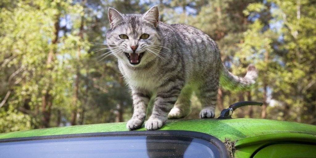 Cat Panting in Car