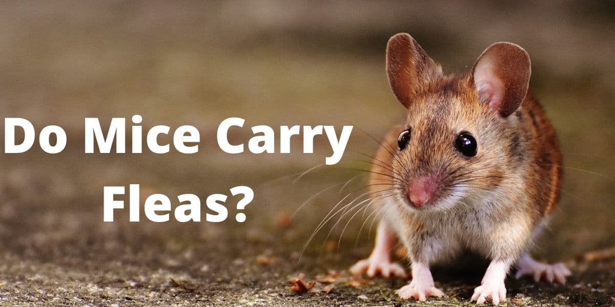 do mice carry fleas?