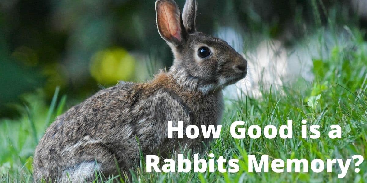 how good is a rabbits memory?