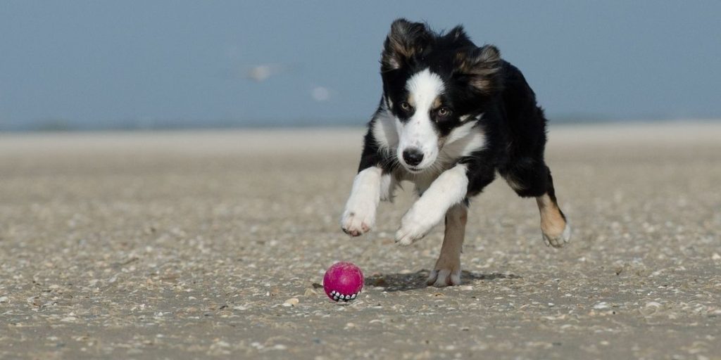 How To Calm a Sexually Excited Dog exercise