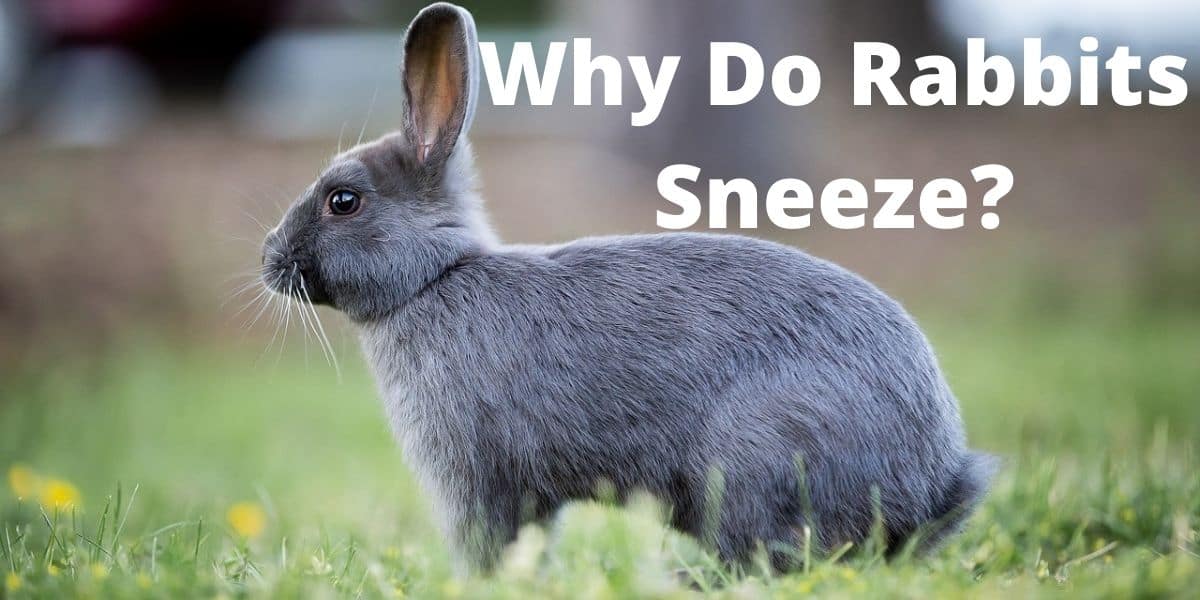 why do rabbits sneeze?