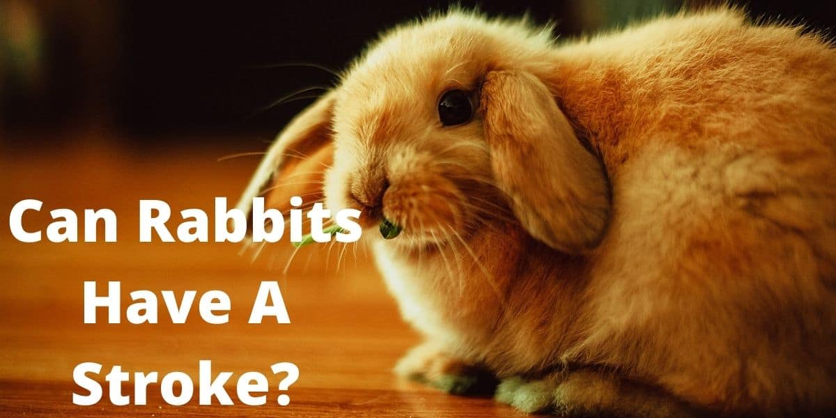 can rabbits have a stroke