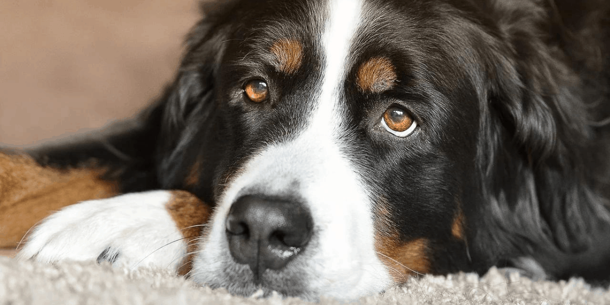 why do dogs lick their paws at night?