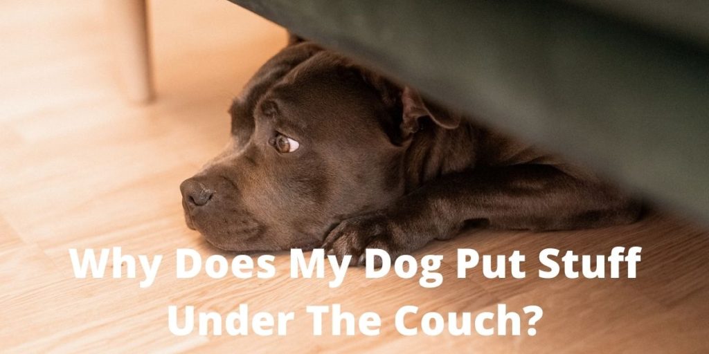 Why Does My Dog Put Stuff Under The Couch? | Thefavpet