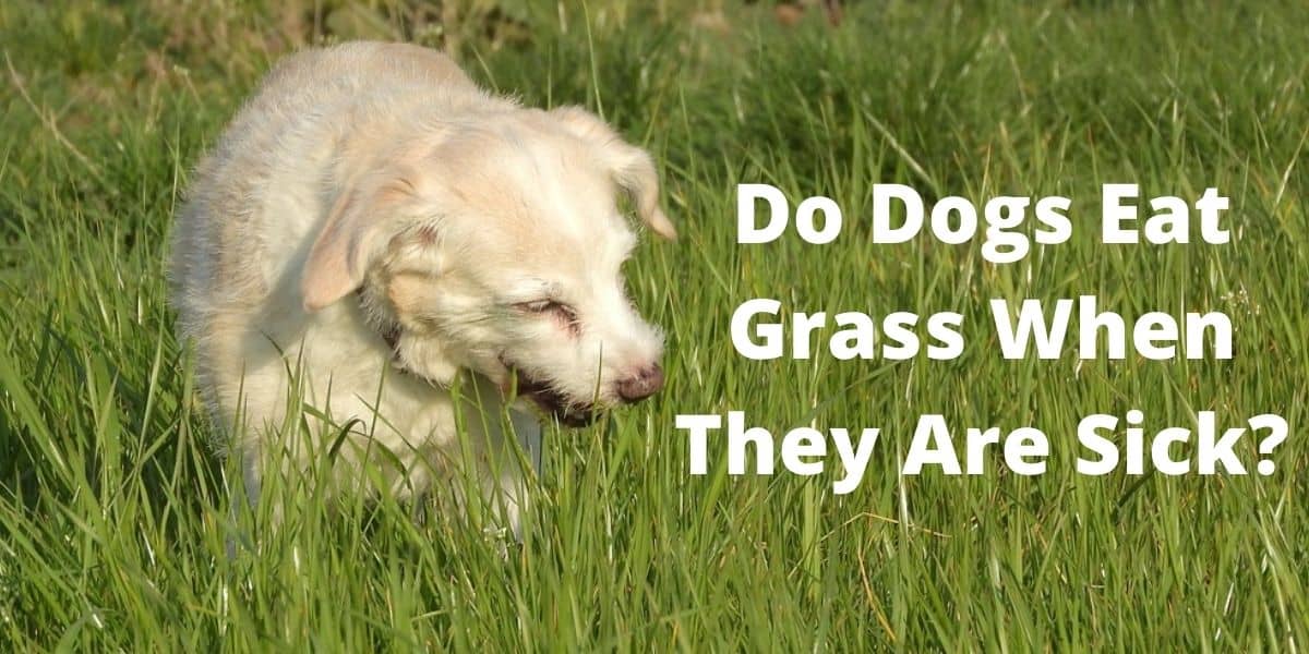Do Dogs Eat Grass When They Are Sick?