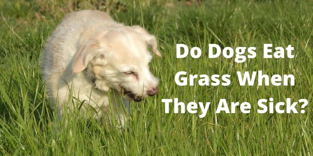 why-do-dogs-eat-grass-and-vomit-wild-earth