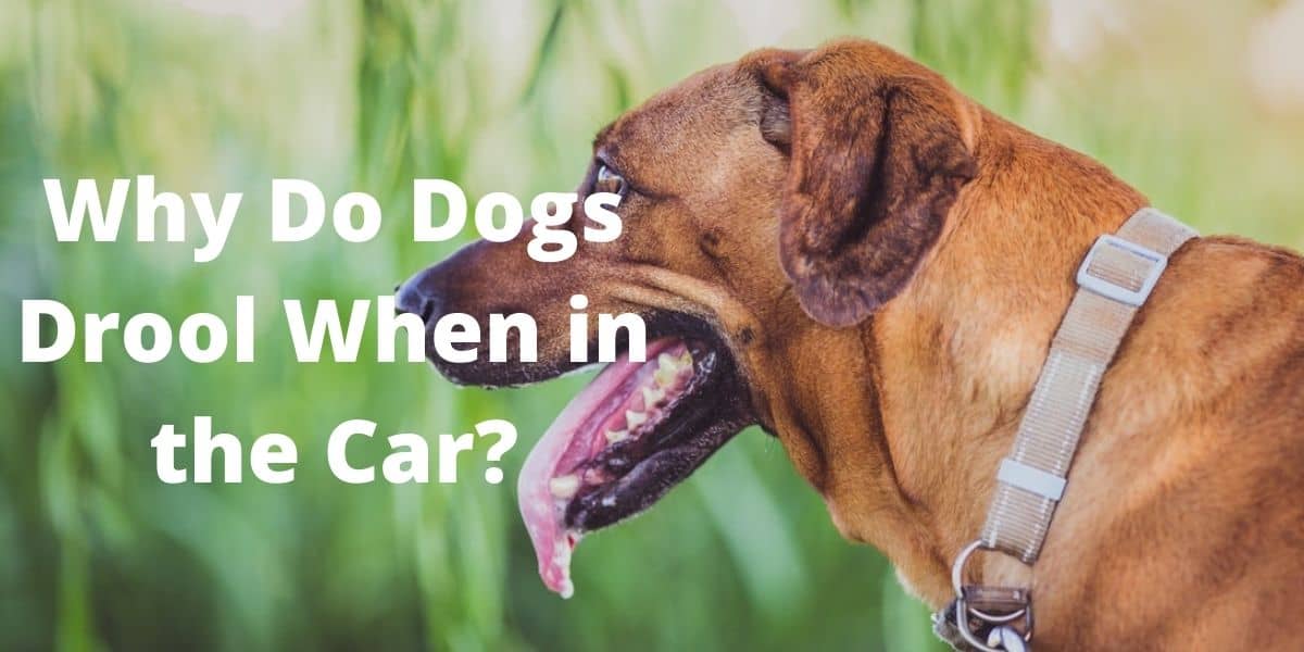 Why Do Dogs Drool When in the Car?