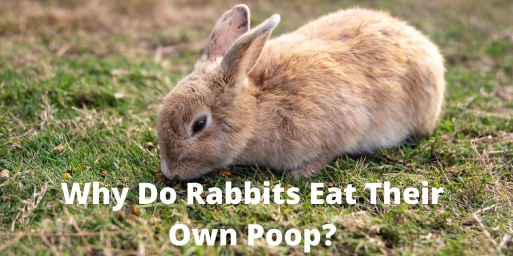 Why Do Rabbits Eat Their Own Poop? | Thefavpet