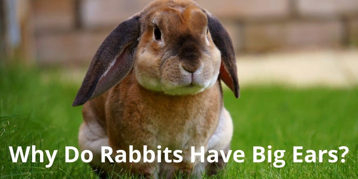 why do rabbits have big ears?