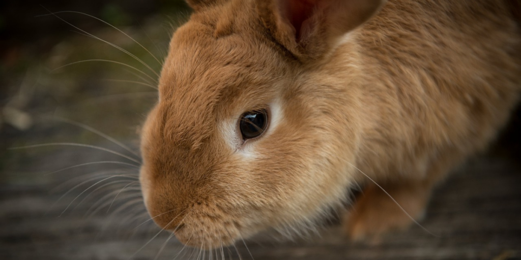 Why Do Rabbits Scratch The Floor? + 5 Reasons | Thefavpet