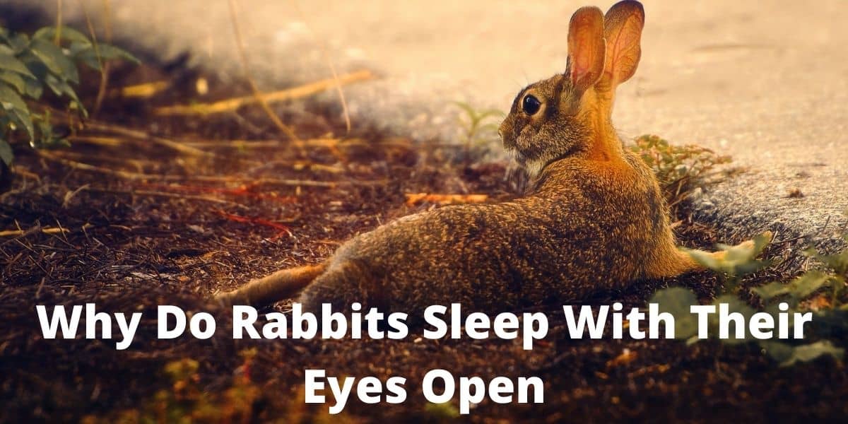 Why Do Rabbits Sleep With Their Eyes Open