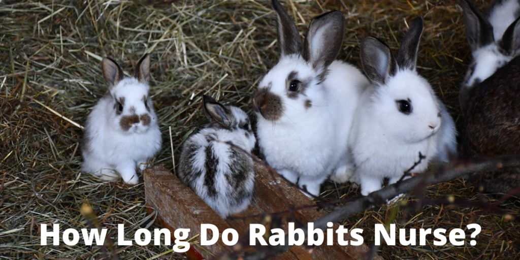 How Long Do Rabbits Nurse (Know It All) | Thefavpet