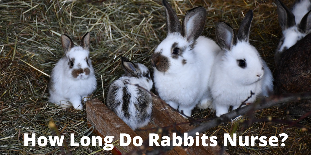 How Long Do Rabbits Nurse