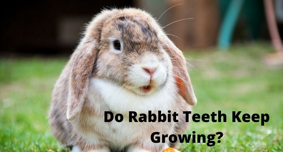 Do Rabbit Teeth Keep Growing