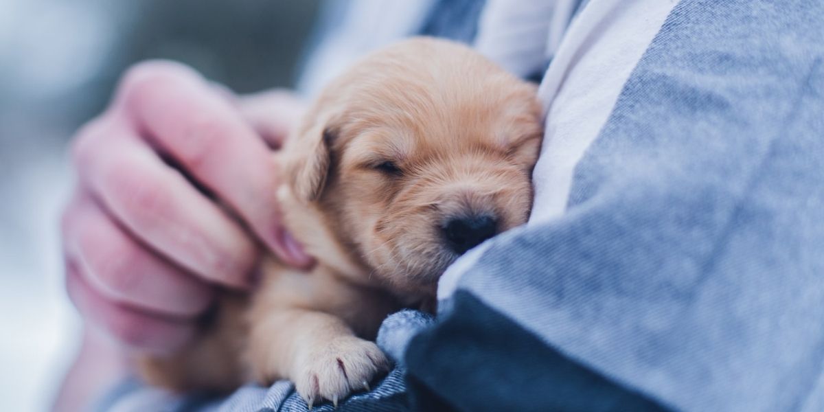 Why Are Puppies Born With Their Eyes Closed