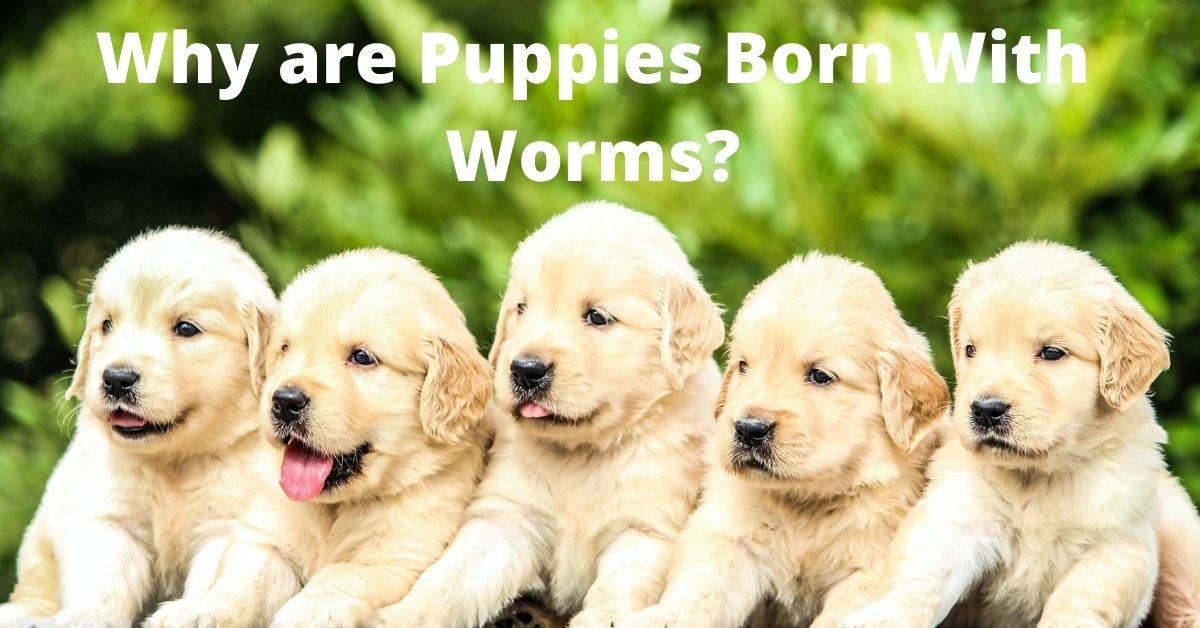 Why are Puppies Born With Worms