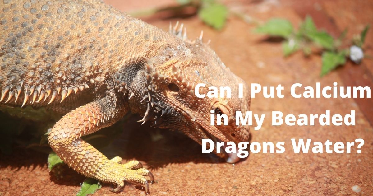 Can I Put Calcium in My Bearded Dragons Water