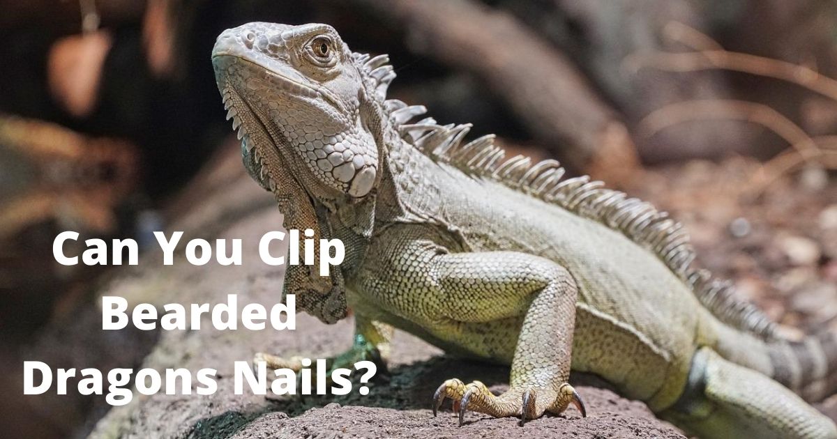 Can You Clip Bearded Dragons Nails
