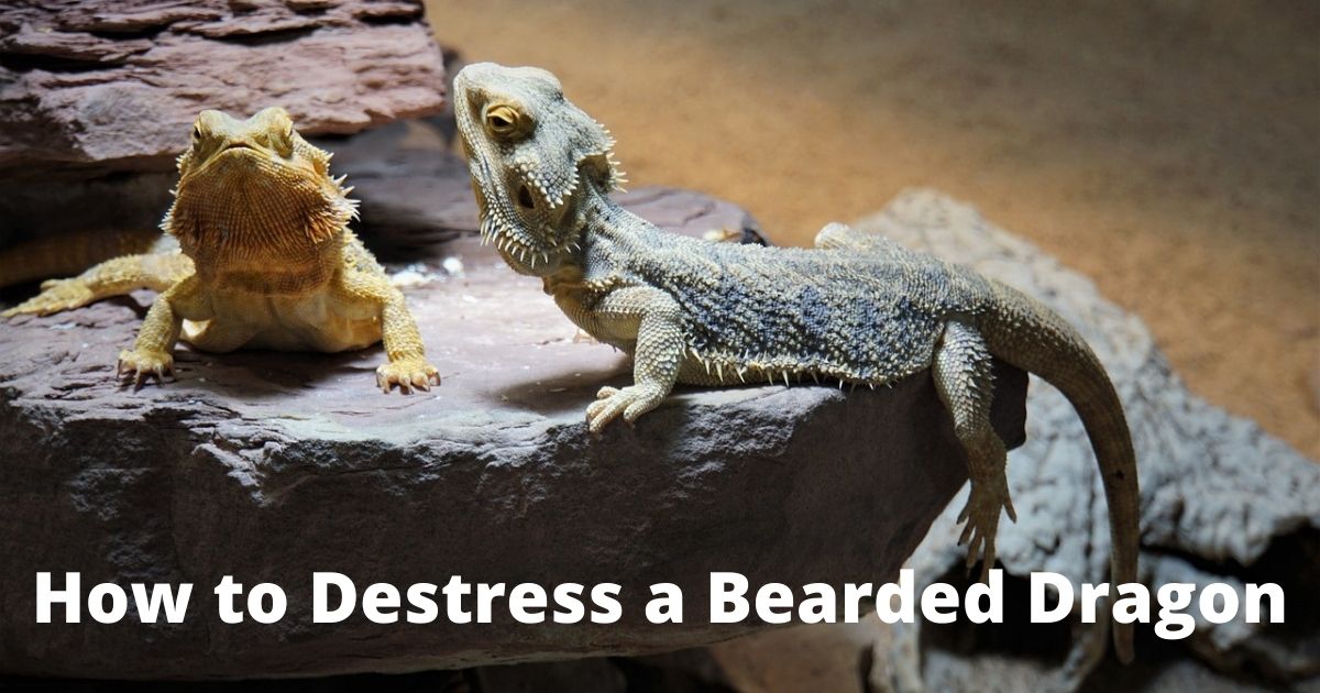 How to Destress a Bearded Dragon